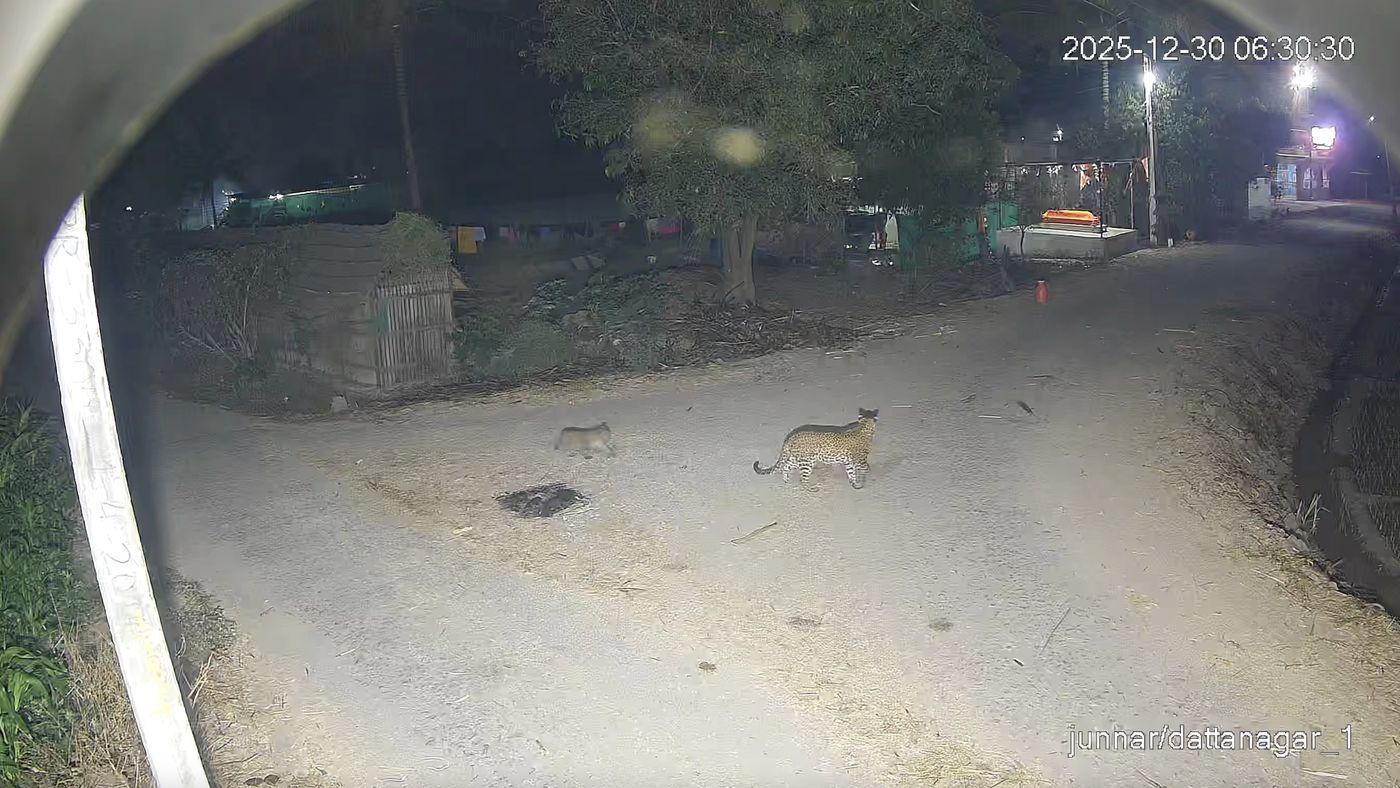 Leopard detection snapshot